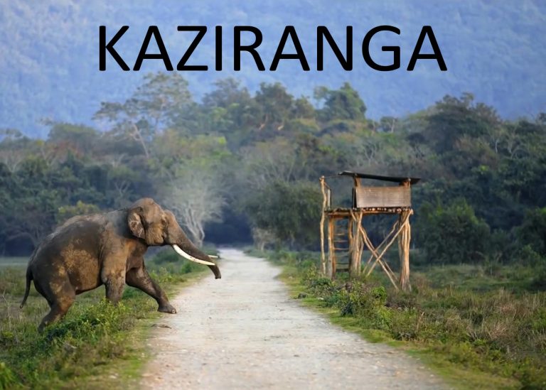 The Untamed Kaziranga Edition by Tata Motors Passenger Vehicles